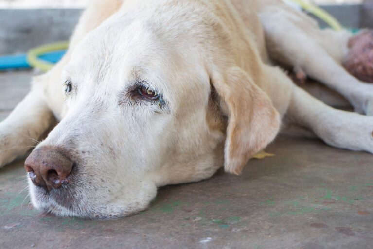 腫瘍の治療について